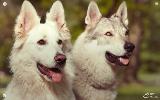 My Wolfdog - Lovely Puppy & Dog HD Wallpapers chrome谷歌浏览器插件_扩展第1张截图