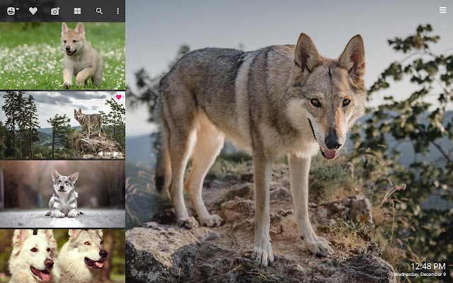 My Wolfdog - Lovely Puppy & Dog HD Wallpapers chrome谷歌浏览器插件_扩展第2张截图