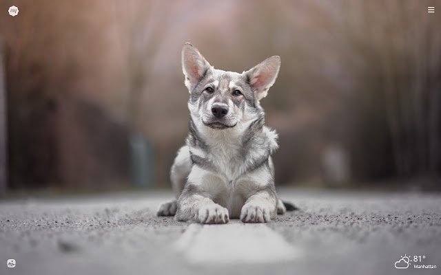 My Wolfdog - Lovely Puppy & Dog HD Wallpapers chrome谷歌浏览器插件_扩展第5张截图