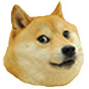 Dogestracted