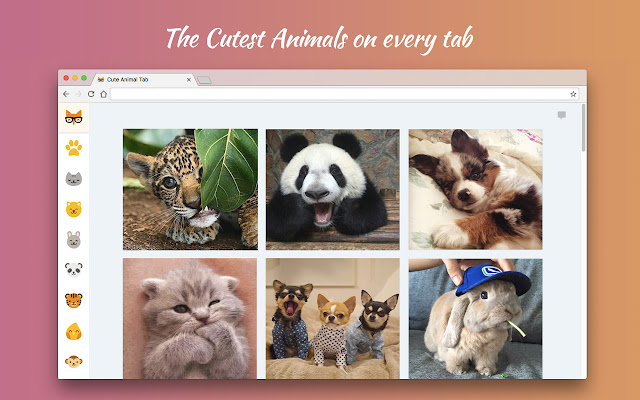Cute Animal Tab - New Tab Theme chrome谷歌浏览器插件_扩展第1张截图