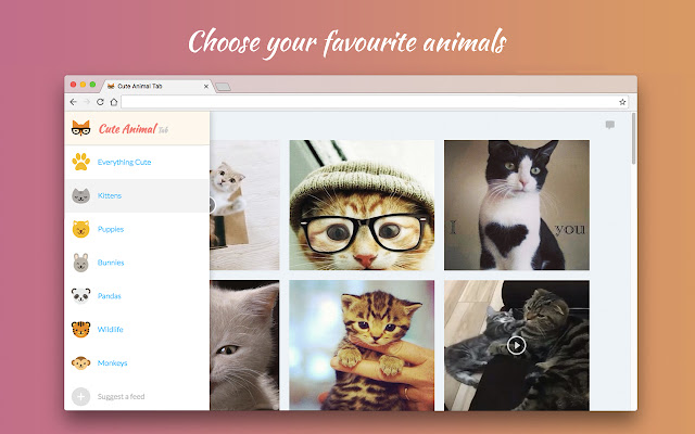 Cute Animal Tab - New Tab Theme chrome谷歌浏览器插件_扩展第2张截图