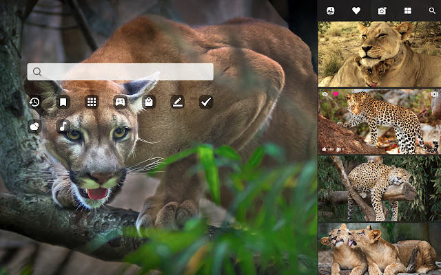 My Wild Cats HD Big Cat Wallpapers New Tab chrome谷歌浏览器插件_扩展第2张截图