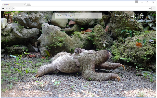 Sloth Wallpapers Sloths New Tab freeaddon.com chrome谷歌浏览器插件_扩展第2张截图