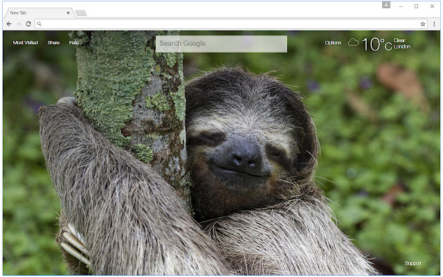 Sloth Wallpapers Sloths New Tab freeaddon.com chrome谷歌浏览器插件_扩展第3张截图