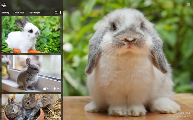 My Bunny Rabbit HD Wallpapers New Tab Theme chrome谷歌浏览器插件_扩展第2张截图