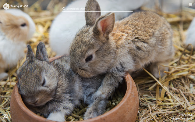 My Bunny Rabbit HD Wallpapers New Tab Theme chrome谷歌浏览器插件_扩展第3张截图