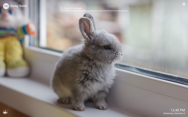 My Bunny Rabbit HD Wallpapers New Tab Theme chrome谷歌浏览器插件_扩展第4张截图