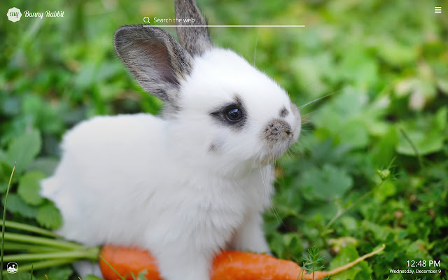 My Bunny Rabbit HD Wallpapers New Tab Theme chrome谷歌浏览器插件_扩展第5张截图