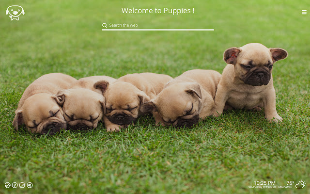 Puppies HD Wallpapers New Tab Theme chrome谷歌浏览器插件_扩展第2张截图