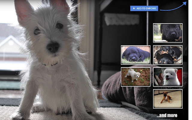 *NEW* Puppies HD Wallpapers New Tab Theme chrome谷歌浏览器插件_扩展第2张截图