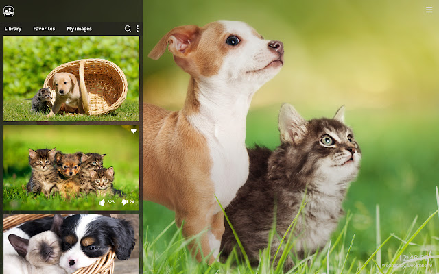My Cats & Dogs Cute Cat Dog Kitten Wallpapers chrome谷歌浏览器插件_扩展第2张截图