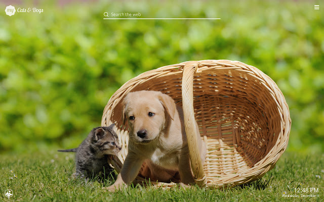 My Cats & Dogs Cute Cat Dog Kitten Wallpapers chrome谷歌浏览器插件_扩展第3张截图