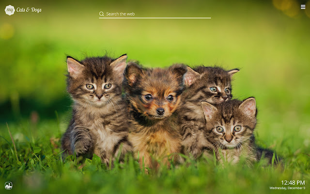 My Cats & Dogs Cute Cat Dog Kitten Wallpapers chrome谷歌浏览器插件_扩展第4张截图