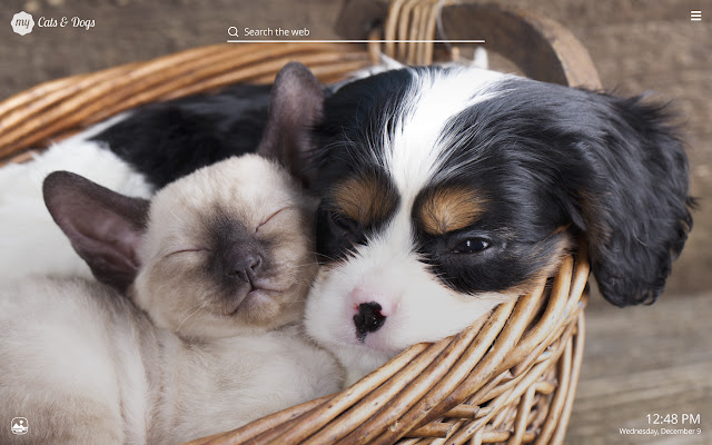 My Cats & Dogs Cute Cat Dog Kitten Wallpapers chrome谷歌浏览器插件_扩展第5张截图