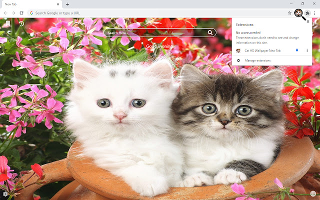 Cat HD Wallpaper New Tab chrome谷歌浏览器插件_扩展第5张截图
