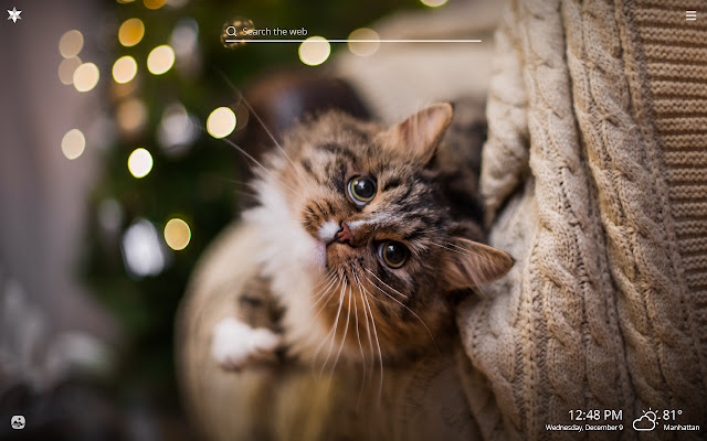 Christmas Cats HD Wallpapers New Tab Theme chrome谷歌浏览器插件_扩展第5张截图