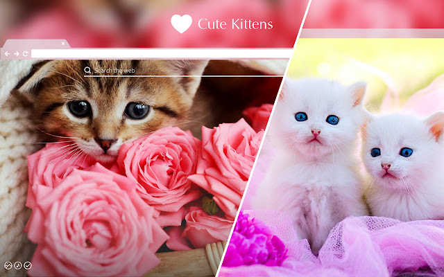 Cute Kittens HD Wallpaper New Tab Theme chrome谷歌浏览器插件_扩展第1张截图