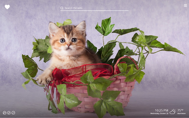 Cute Kittens HD Wallpaper New Tab Theme chrome谷歌浏览器插件_扩展第2张截图