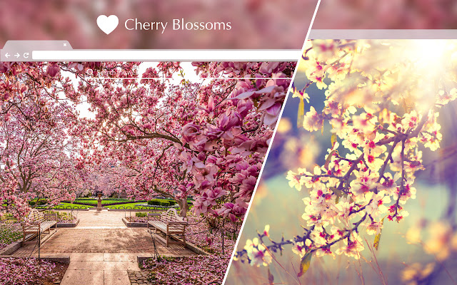Cherry Blossom HD Wallpapers New Tab Theme chrome谷歌浏览器插件_扩展第1张截图