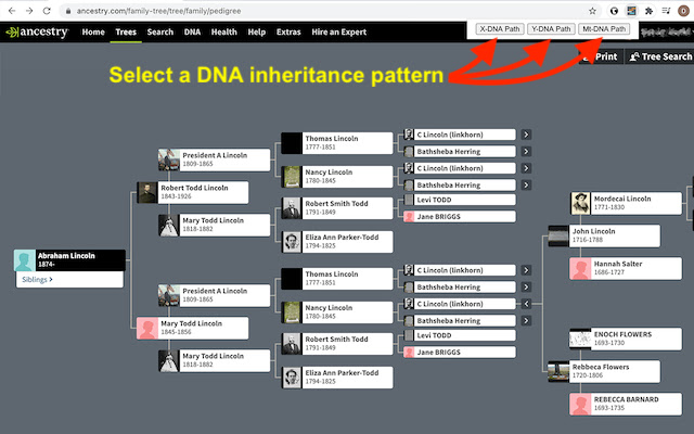 Ancestry DNA Paths (beta) chrome谷歌浏览器插件_扩展第2张截图