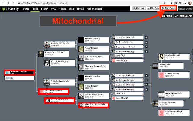 Ancestry DNA Paths (beta) chrome谷歌浏览器插件_扩展第5张截图