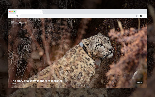 Exposure New Tab chrome谷歌浏览器插件_扩展第3张截图