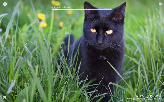 My Black Cat HD Wallpapers New Tab Theme chrome谷歌浏览器插件_扩展第1张截图