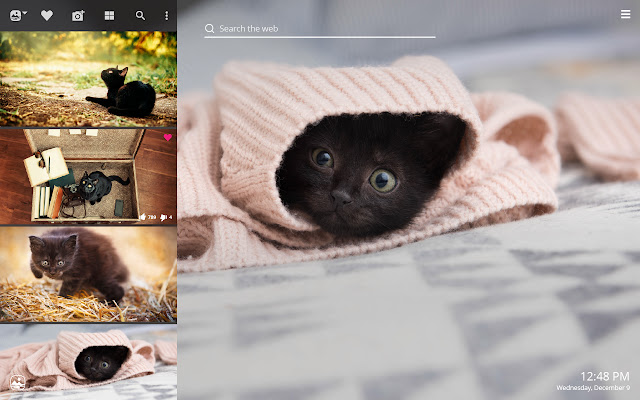 My Black Cat HD Wallpapers New Tab Theme chrome谷歌浏览器插件_扩展第2张截图