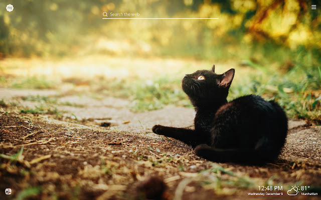 My Black Cat HD Wallpapers New Tab Theme chrome谷歌浏览器插件_扩展第4张截图