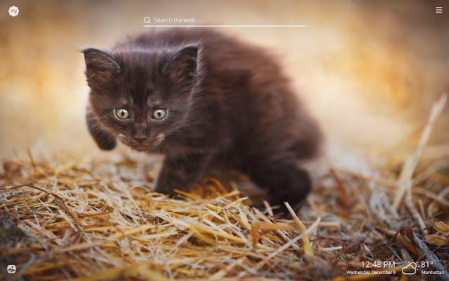 My Black Cat HD Wallpapers New Tab Theme chrome谷歌浏览器插件_扩展第5张截图