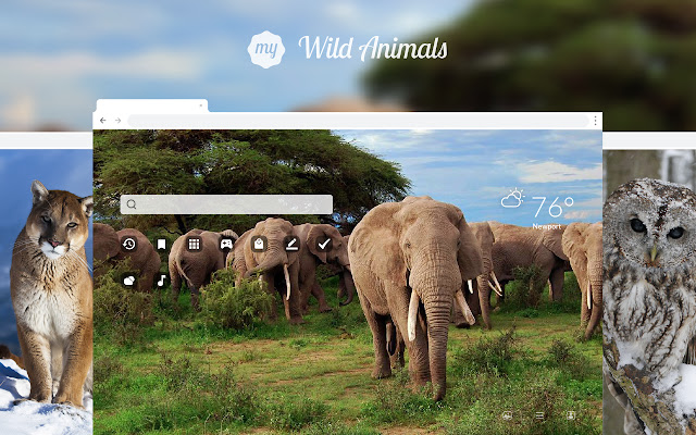 My Wild Animals HD Tiger Lion Wallpapers chrome谷歌浏览器插件_扩展第1张截图