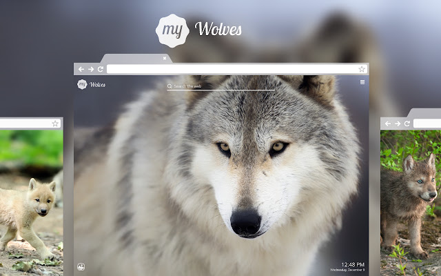 My Wolves - Great Wolf HD Wallpapers chrome谷歌浏览器插件_扩展第1张截图