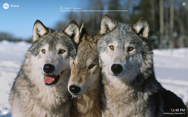 My Wolves - Great Wolf HD Wallpapers chrome谷歌浏览器插件_扩展第3张截图