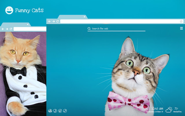 Funny Cats & Kittens Hilarious Pets HD Theme chrome谷歌浏览器插件_扩展第1张截图