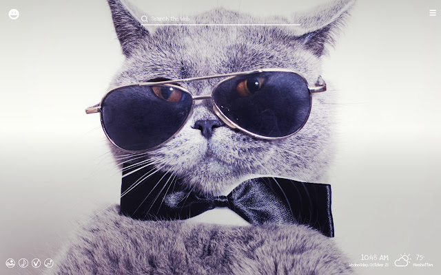 Funny Cats & Kittens Hilarious Pets HD Theme chrome谷歌浏览器插件_扩展第2张截图