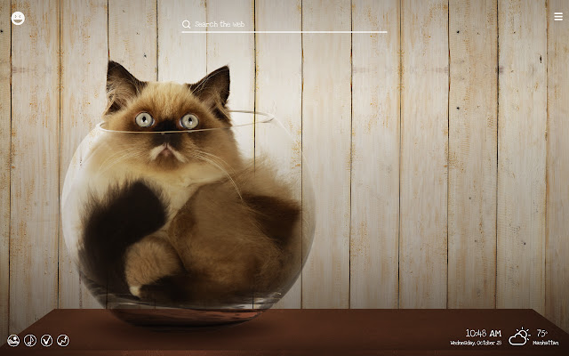 Funny Cats & Kittens Hilarious Pets HD Theme chrome谷歌浏览器插件_扩展第3张截图