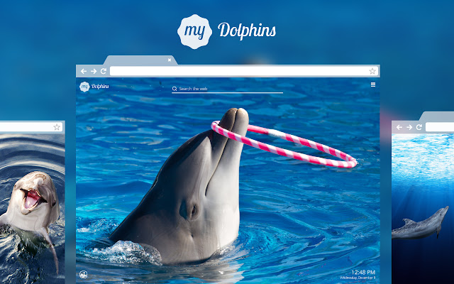My Dolphins HD Wallpapers New Tab Theme chrome谷歌浏览器插件_扩展第1张截图