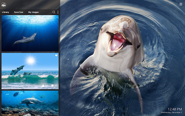 My Dolphins HD Wallpapers New Tab Theme chrome谷歌浏览器插件_扩展第2张截图