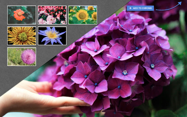 *NEW ANIMATED* Flowers HD Wallpapers New Tab chrome谷歌浏览器插件_扩展第3张截图