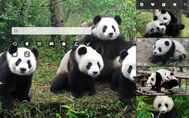 My Panda – Lovely Pandas & Bears Wallpapers chrome谷歌浏览器插件_扩展第2张截图