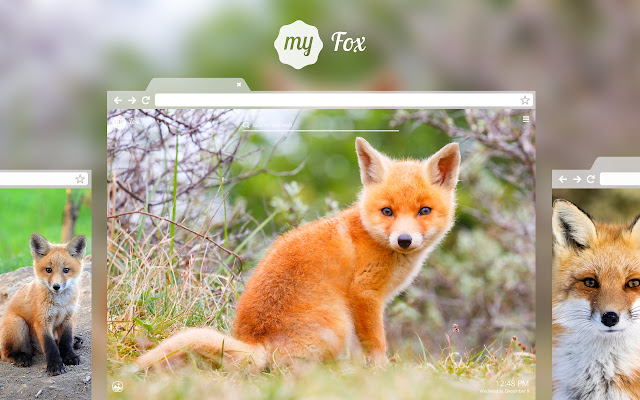 My Fox - Cute Foxes HD Wallpapers chrome谷歌浏览器插件_扩展第1张截图