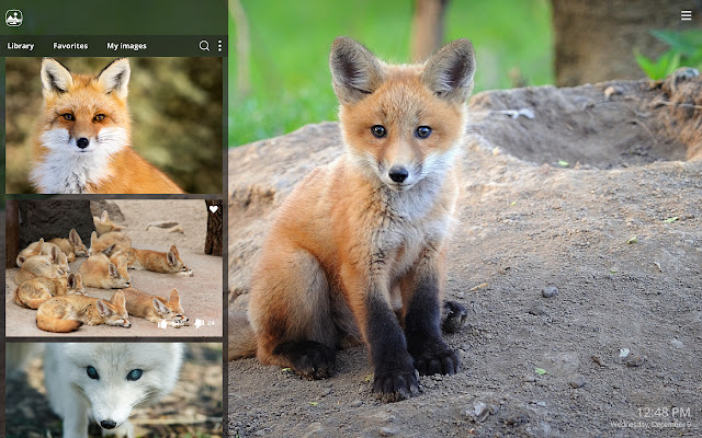 My Fox - Cute Foxes HD Wallpapers chrome谷歌浏览器插件_扩展第2张截图