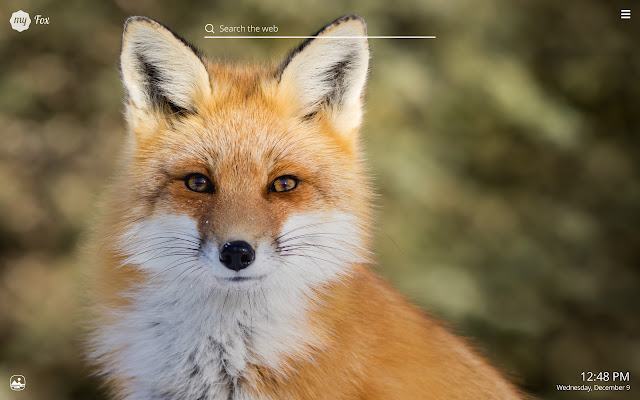 My Fox - Cute Foxes HD Wallpapers chrome谷歌浏览器插件_扩展第3张截图