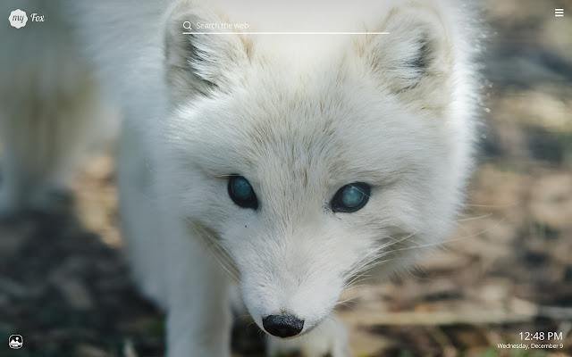My Fox - Cute Foxes HD Wallpapers chrome谷歌浏览器插件_扩展第4张截图