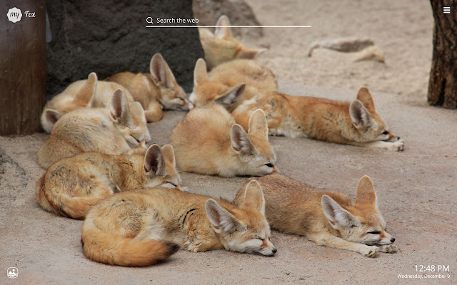 My Fox - Cute Foxes HD Wallpapers chrome谷歌浏览器插件_扩展第5张截图