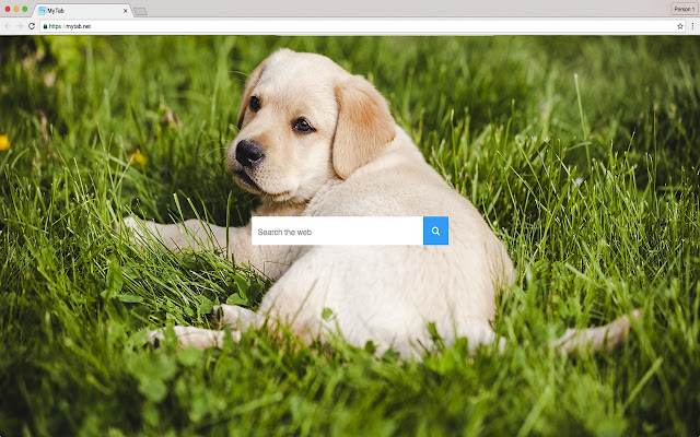 Cute Zoo chrome谷歌浏览器插件_扩展第1张截图