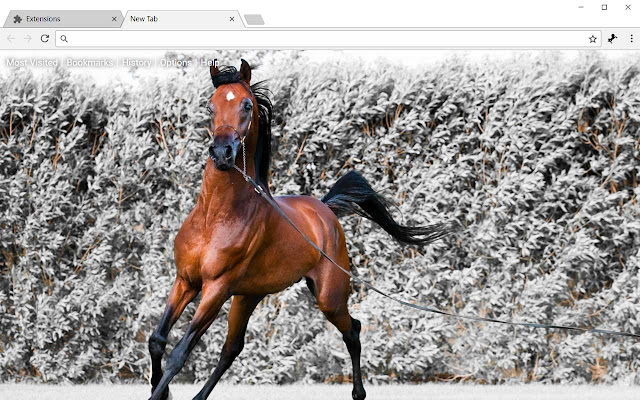 Horses HD Wallpapers Horse New Tab Theme chrome谷歌浏览器插件_扩展第3张截图