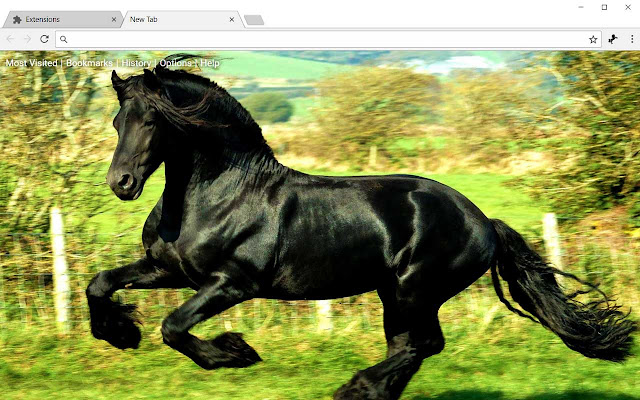 Horses HD Wallpapers Horse New Tab Theme chrome谷歌浏览器插件_扩展第4张截图