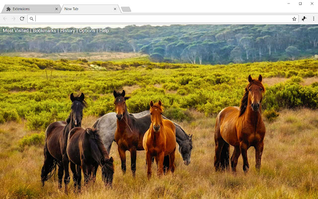 Horses HD Wallpapers Horse New Tab Theme chrome谷歌浏览器插件_扩展第5张截图